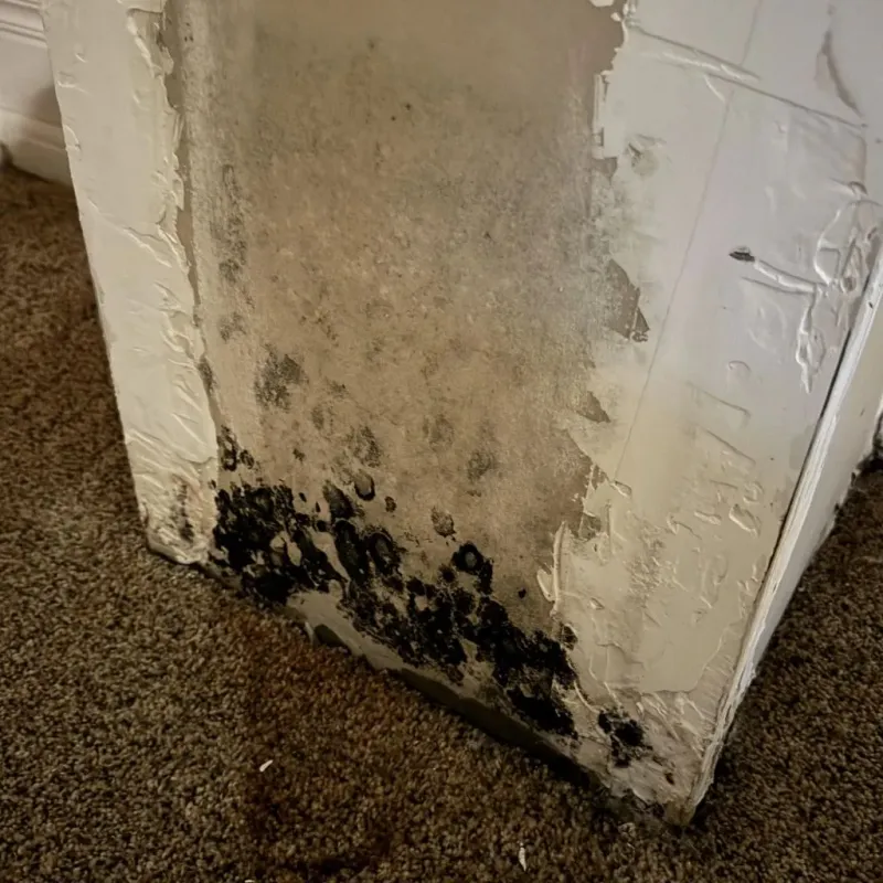 Professional Mold Removal in Poplarville, MS